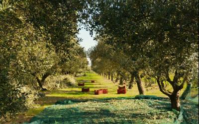 Μάρτιος και Απρίλιος στην ελιά: Οι κινήσεις-κλειδιά που καθορίζουν όλη τη σοδειά