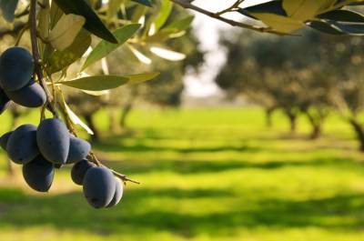 Διαφυλλικές παρεμβάσεις θρεπτικών συστατικών στην ελιά ανάλογα με το τι θέλουμε να πετύχουμε