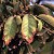 Τοξικότητα χλωριούχων σε φύλλα και καλλιέργειες-Συμπτώματα και αντιμετώπιση